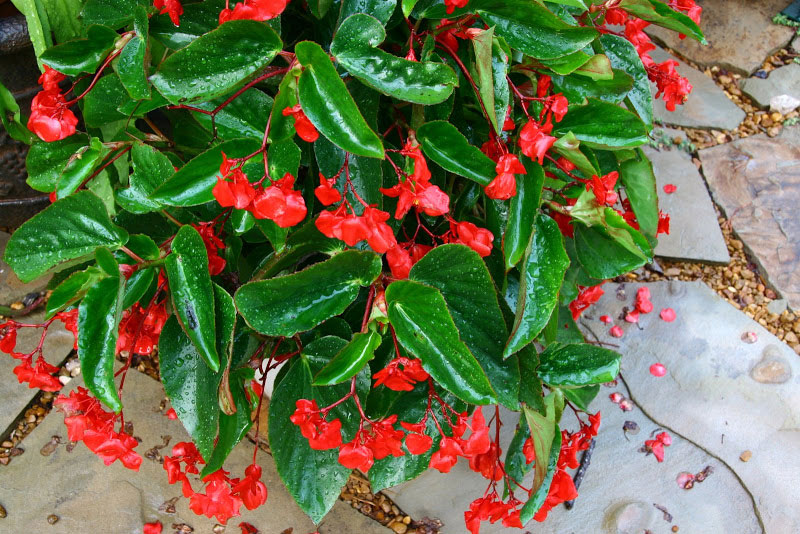 Dragon Wing Begonia | afoodieaffair.com