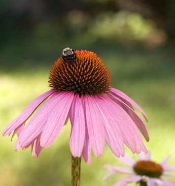 Coneflower | afoodieaffair.com