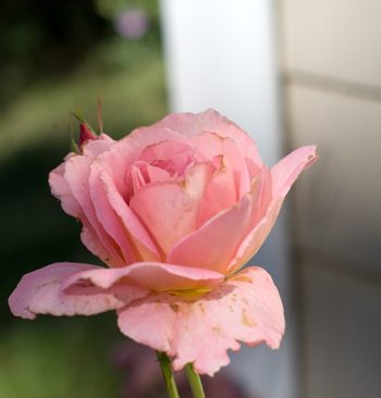 Pink Rose | afoodieaffair.com