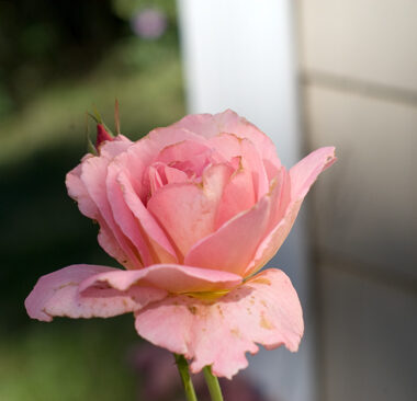Pink Rose | afoodieaffair.com