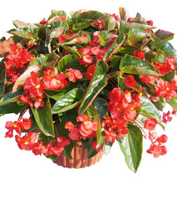 Dragon Wing Begonias | afoodieaffair.com