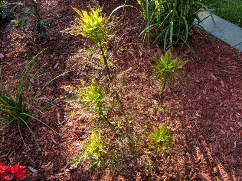What’s Eating My Hardy Hibiscus? Afoodieaffair