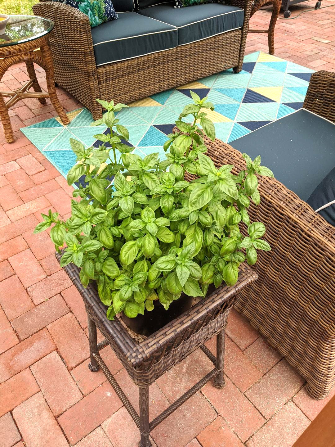 Basil planting