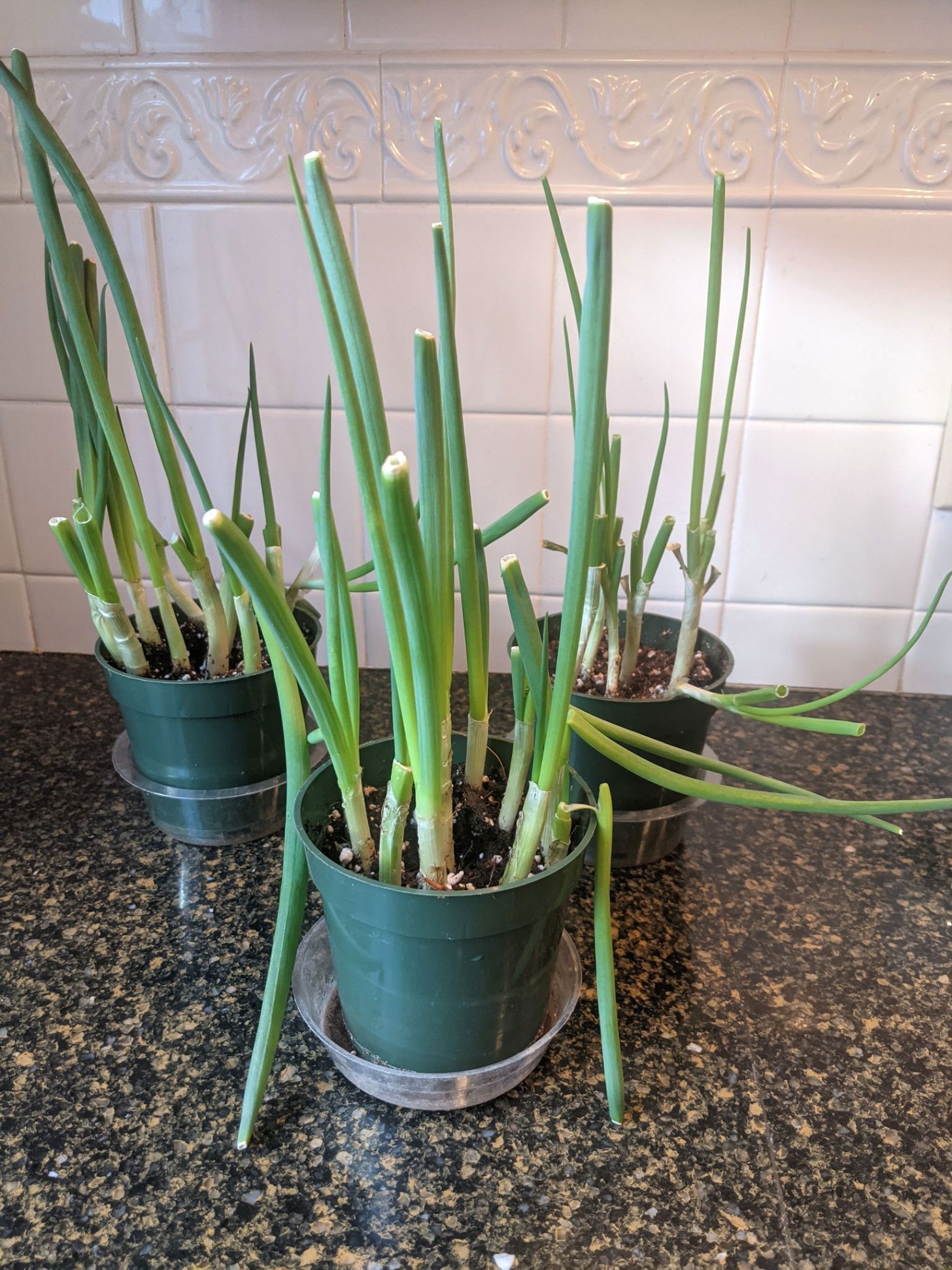 Scallion Bloom Growing Scallions – Afoodieaffair