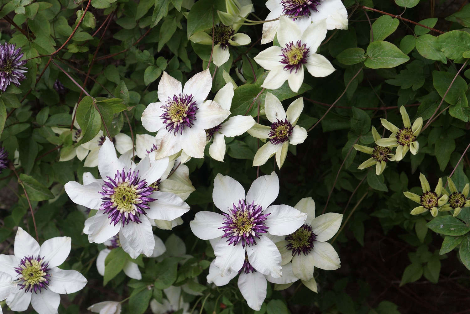 When to Prune Clematis? Afoodieaffair